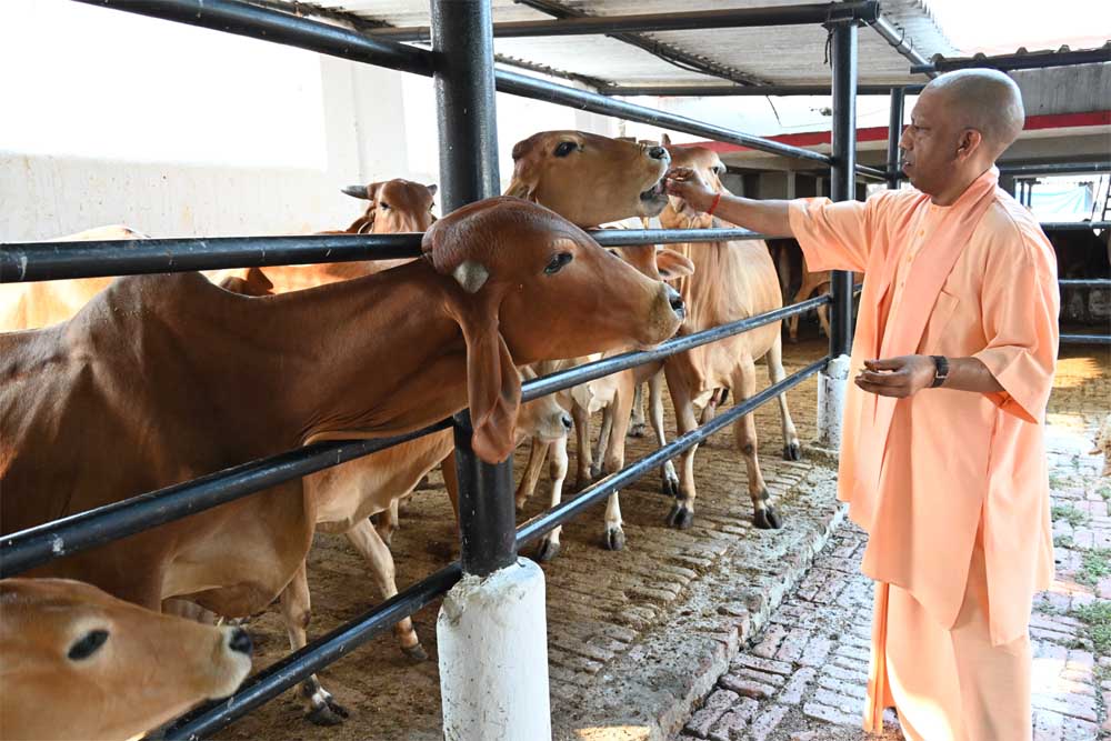 गुड़-रोटी खिलाकर सीएम योगी ने की गोसेवा स्नेहिल थपकी देकर गायों-गोवंश को खूब दुलारा मुख्यमंत्री ने